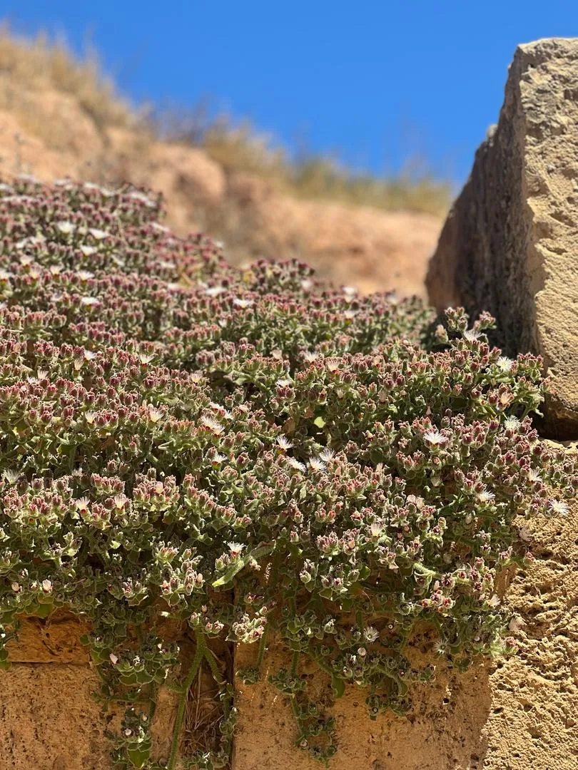 اليوم العلمي معاً لتخريج صيدلة أكفاء